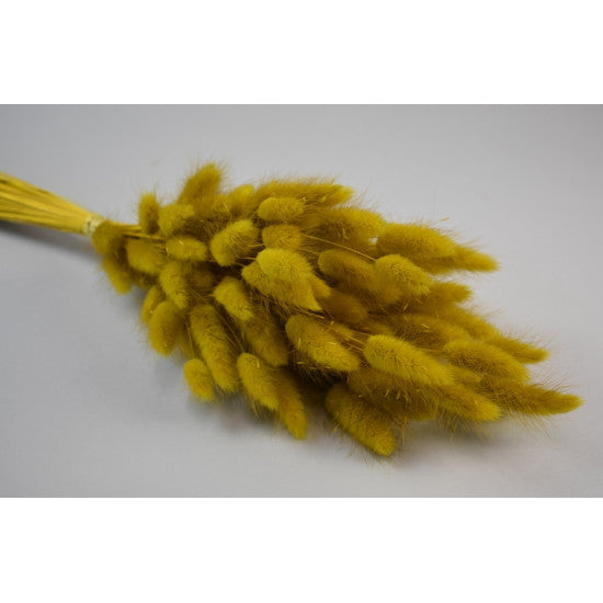 Lagurus 50gr galben