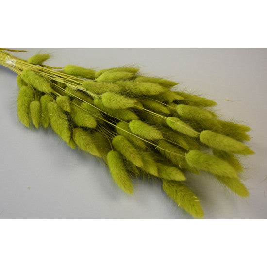 Lagurus 50g verde deschis