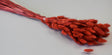 Image for Lagurus 50gr rosu