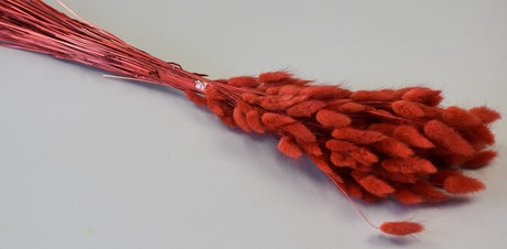 Image for Lagurus 50gr rosu
