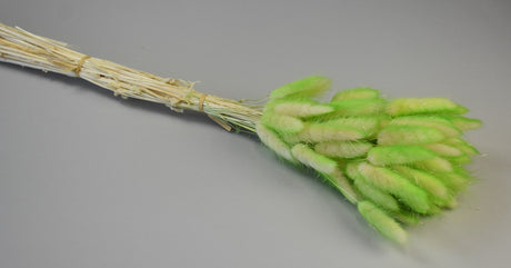 Image for Lagurus ombre verde menta