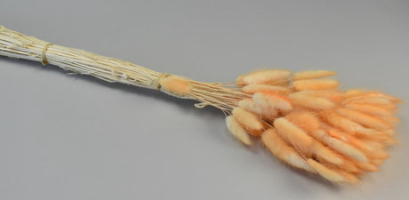 Image for Lagurus ombre portocaliu