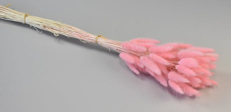 Image for Lagurus ombre roz