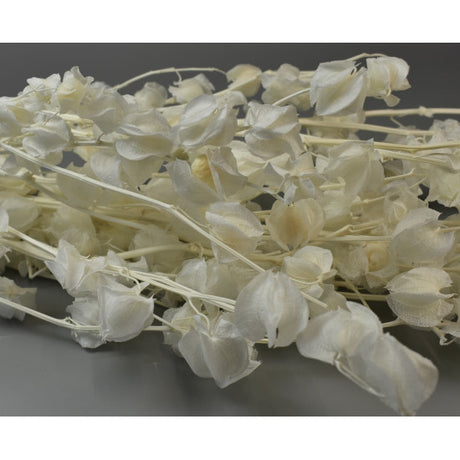 Floare lampion inalbit