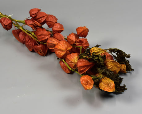 Image for Lampion chinezesc natur