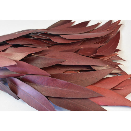 Creanga eucalypt cu frunze alungite preparat bordeaux