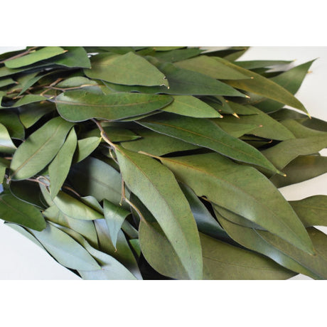 Creanga eucalypt cu frunze alungite verde inchis