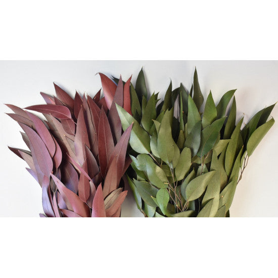 Creanga eucalypt cu frunze alungite preparat bordeaux