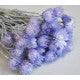 Buchet capblume 30-40cm mov