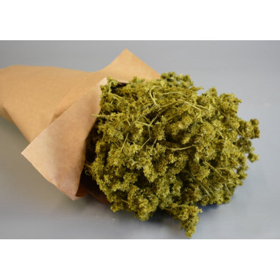 Limonium 80gr in hartie verde