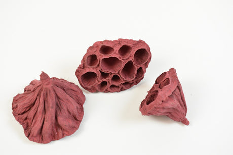 Image for Lotus mic4-6cm vopsit bordeaux