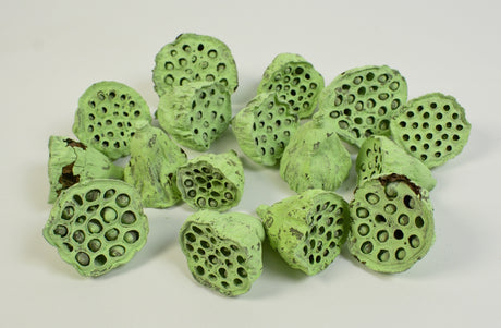 Image for Lotus mic 4-6cm vopsit verde deschis