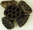 Image for Lotus mic 4-6cm natur cu glitter
