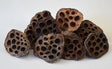Image for Lotus mij. 6-8cm natur
