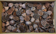 Image for Lotus mijlociu 6-8cm 180buc.