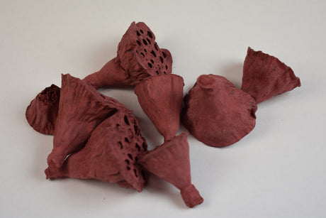 Image for Lotus mini vopsit bordo