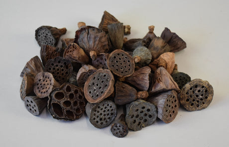 Image for Lotus mini mini natur