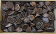 Image for Lotus mare 8- cm 130buc.