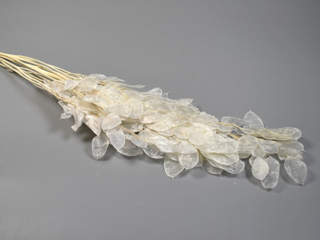 Image for Lunaria Holdviola inalbit 20gr/pch.