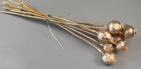 Image for Mac sampanie