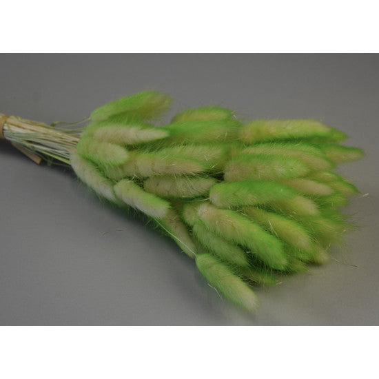 Lagurus ombre verde menta
