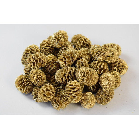 Meridianum auriu