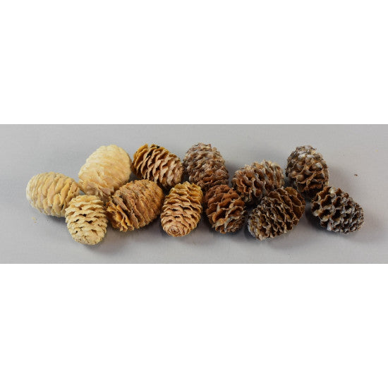 Meridianum natur deschis