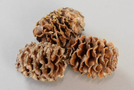 Image for Meridianum natur deschis