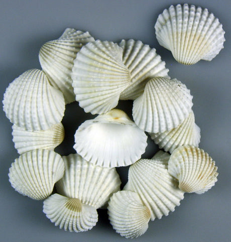 imagine produs Scoici chippi-szivkagylo 3-5cm mic