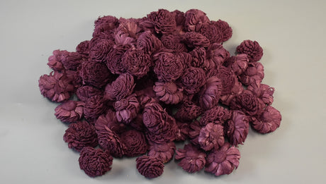 Image for Capete anemone ming 4cm prep.bordeaux S/15