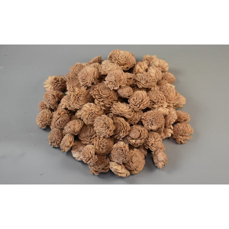 imagine produs Capete anemone ming 4cm prep.cappuccino S/150
