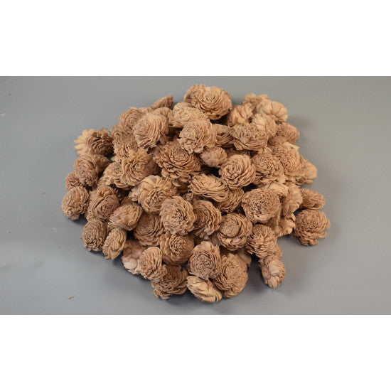 imagine produs Capete anemone ming 4cm prep.cappuccino S/150