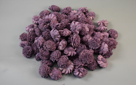 Image for Capete anemone ming 4cm prep.mure s/15