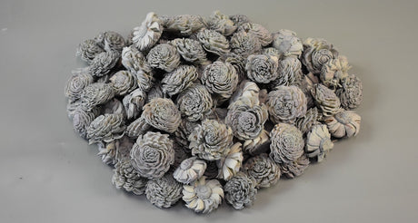 Image for Capete anemone ming 4cm prep.albastru s/15