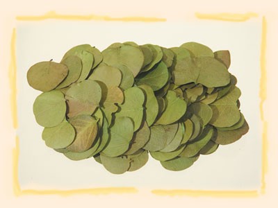 Image for Frunze moneta verde muschi