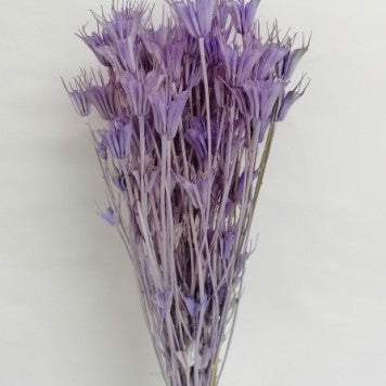 Nigella mov deschis