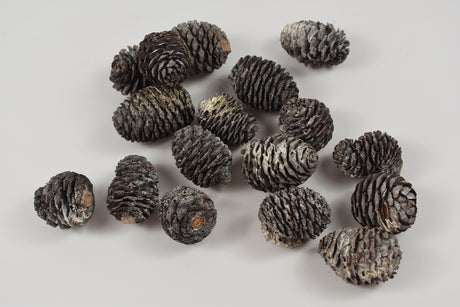 Image for Murii cu chiciura