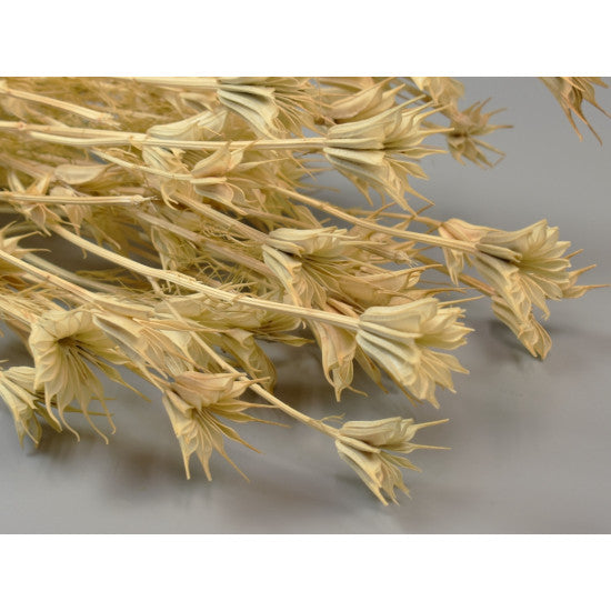 Nigella orientale 100g inalbit