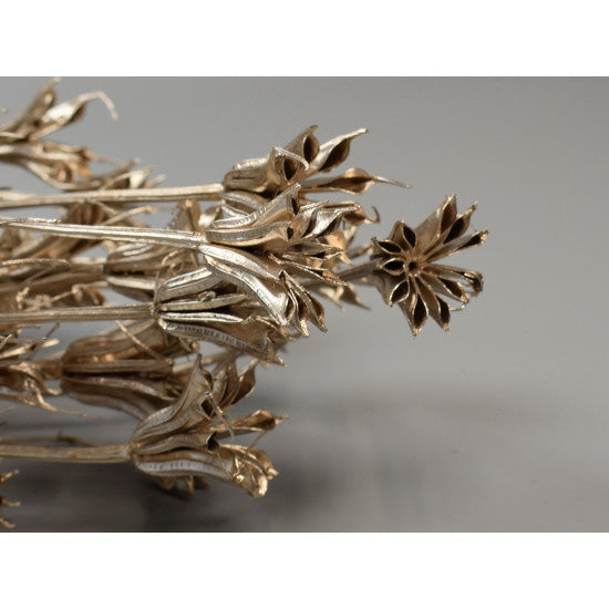 Nigella orientale 100gr sampanie