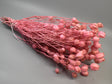Image for Nigella damascena 100gr roz