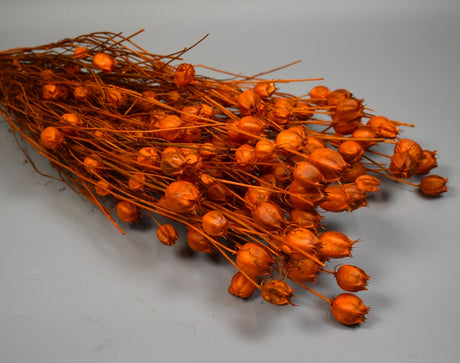 Image for Nigella damascena 100g portocaliu