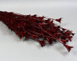 Image for Nigella orientale 100g bordeaux