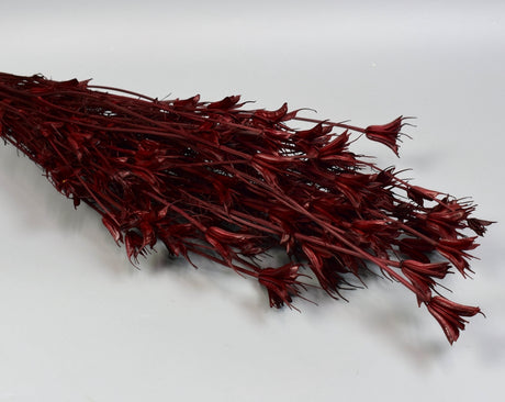Image for Nigella orientale 100g bordeaux