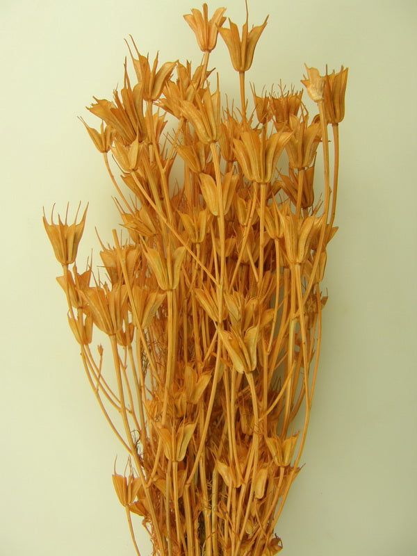 Nigella orientale 100gr inalbit piersica