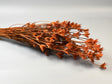 Image for Nigella 100gr portocaliu