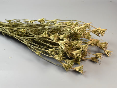 Image for Nigella 100gr natur