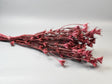 Image for Nigella 100gr roz