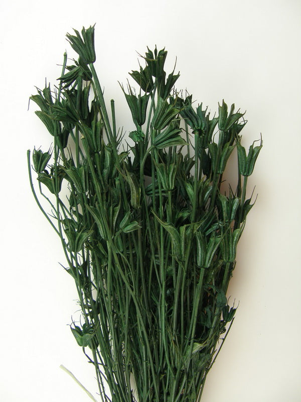 Nigella orientale 100 gr verde inchis