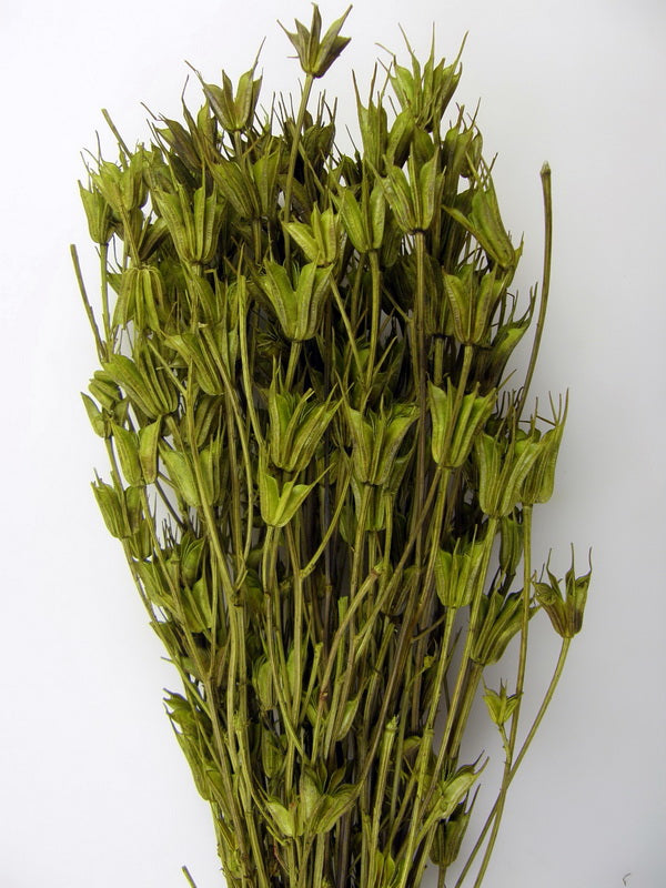 Nigella orientale 100gr verde deschis