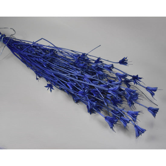 Nigella orientale 100gr inalbit albastru